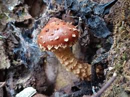 Attēlu rezultāti vaicājumam “Stropharia albocrenulata”