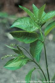 Attēlu rezultāti vaicājumam “Mercurialis perennis bud”