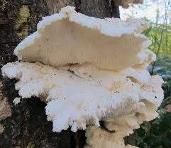 Attēlu rezultāti vaicājumam “Hericium cirrhatum”