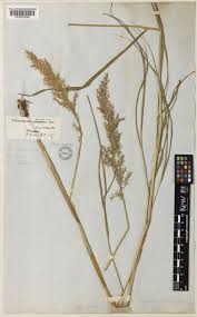 Attēlu rezultāti vaicājumam “Calamagrostis purpurea flower”