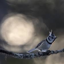 Attēlu rezultāti vaicājumam “Lophophanes cristatus adult”