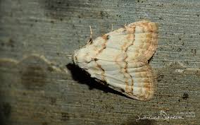 Attēlu rezultāti vaicājumam “Nola aerugula”