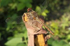 Attēlu rezultāti vaicājumam “Sympetrum sanguineum female”