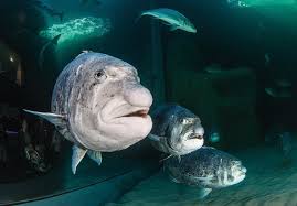 Image result for Cymatoceps nasutus