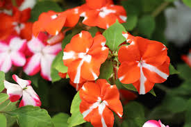 Image result for Impatiens walleriana
