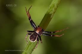 Attēlu rezultāti vaicājumam “Xysticus bifasciatus”