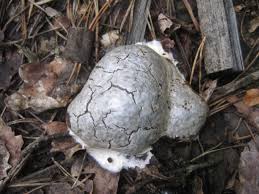 Attēlu rezultāti vaicājumam “Reticularia lycoperdon young”