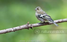 Attēlu rezultāti vaicājumam “Fringilla coelebs juvenile”
