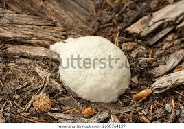 Attēlu rezultāti vaicājumam “Fuligo luteonitens spores”