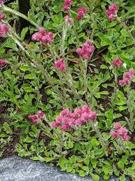 Attēlu rezultāti vaicājumam “Antennaria dioica fruit”