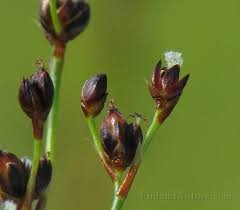 Attēlu rezultāti vaicājumam “Juncus alpinoarticulatus”