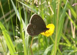 Attēlu rezultāti vaicājumam “Aphantopus hyperantus underside”