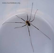 Attēlu rezultāti vaicājumam “Opiliones”