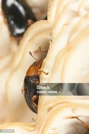 Attēlu rezultāti vaicājumam “Dacne bipustulata”