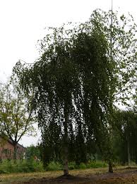 Attēlu rezultāti vaicājumam “Betula pendula Youngii”