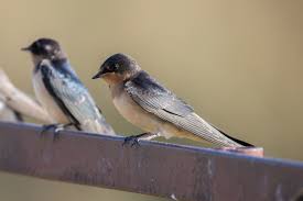 Attēlu rezultāti vaicājumam “Hirundo rustica juvenile”