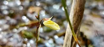 Attēlu rezultāti vaicājumam “Utricularia minor”