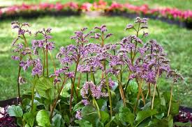 Attēlu rezultāti vaicājumam “Bergenia crassifolia flower”