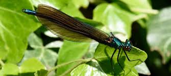 Attēlu rezultāti vaicājumam “Calopteryx virgo male”