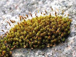 Attēlu rezultāti vaicājumam “Pseudotaxiphyllum elegans macro”