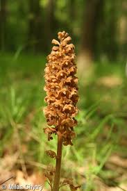 Attēlu rezultāti vaicājumam “Neottia nidus-avis bud”