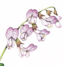 Attēlu rezultāti vaicājumam “Vicia sylvatica flower”