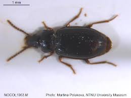 Attēlu rezultāti vaicājumam “Tachyta nana”