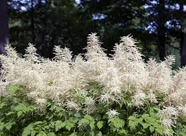 Image result for Aruncus dioicus