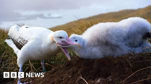 Image result for albatross dead chick