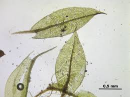 Attēlu rezultāti vaicājumam “Bryum rubens”