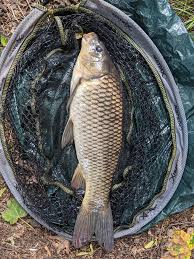 Image result for Bay Malton Angling Club