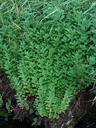 Attēlu rezultāti vaicājumam “Lycogala asperum sessile”