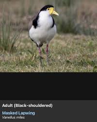 Attēlu rezultāti vaicājumam “Vanellus vanellus adult”