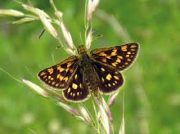 Attēlu rezultāti vaicājumam “Carterocephalus palaemon”