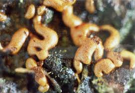 Attēlu rezultāti vaicājumam “Willkommlangea reticulata”