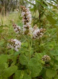 Attēlu rezultāti vaicājumam “Mentha x verticillata leaf”