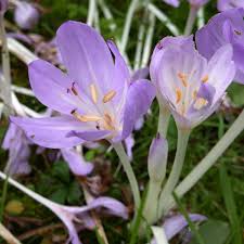 Attēlu rezultāti vaicājumam “Colchicaceae”