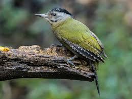 Attēlu rezultāti vaicājumam “Picus canus female”