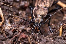 Attēlu rezultāti vaicājumam “Carabus granulatus”