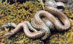 Attēlu rezultāti vaicājumam “Coronella austriaca adult”