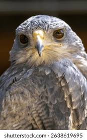 Attēlu rezultāti vaicājumam “Accipiter nisus”