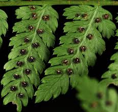 Attēlu rezultāti vaicājumam “Dryopteris expansa”