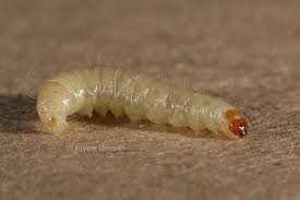 Attēlu rezultāti vaicājumam “Plodia interpunctella”