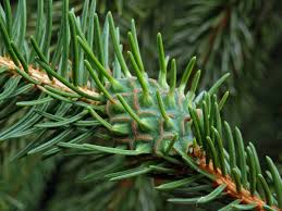 Attēlu rezultāti vaicājumam “Sacchiphantes abietis”