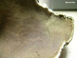 Attēlu rezultāti vaicājumam “Fomes fomentarius”