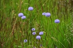 Attēlu rezultāti vaicājumam “Jasione montana leaf”