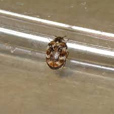 Attēlu rezultāti vaicājumam “Anthrenus verbasci”