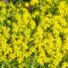Attēlu rezultāti vaicājumam “Sedum acre fruit”