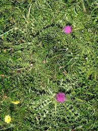 Attēlu rezultāti vaicājumam “Cirsium acaule flower”