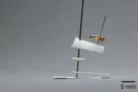 Attēlu rezultāti vaicājumam “Tetanops myopina”